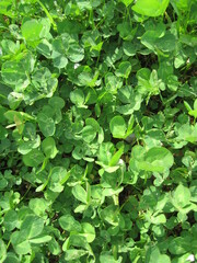 white clover