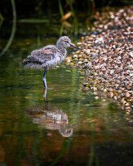 baby avocet standing in pond water