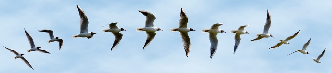 black headed gulls montage 
