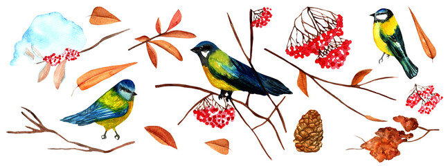 Chickadee birds forest elements watercolor set. Hand drawn blue, crested, himalayan tit small birds, pine branch, berries, cone natural collection. Forest and backyard cute avians watercolor set
