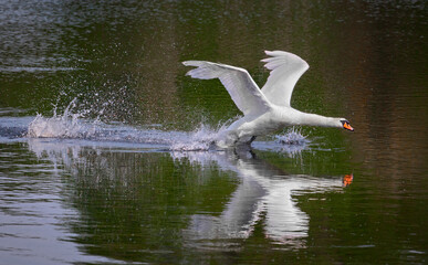 swan taking of on the water 