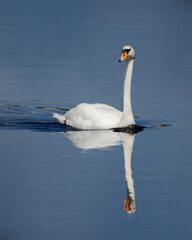 swan swimming on the water