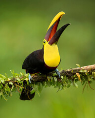 he yellow-throated toucan (Ramphastos ambiguus) is a large toucan in the family Ramphastidae found in Central and northern South America. 