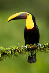 he yellow-throated toucan (Ramphastos ambiguus) is a large toucan in the family Ramphastidae found in Central and northern South America. 