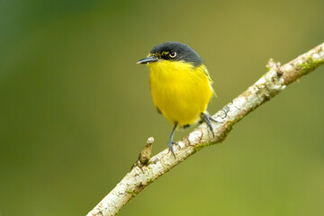 Fototapeta premium The common tody-flycatcher or black-fronted tody-flycatcher (Todirostrum cinereum) is a very small passerine bird in the tyrant flycatcher family.