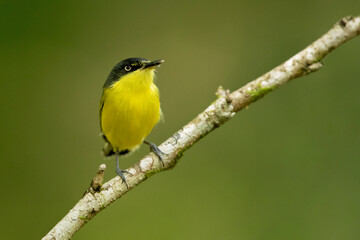 The common tody-flycatcher or black-fronted tody-flycatcher (Todirostrum cinereum) is a very small...