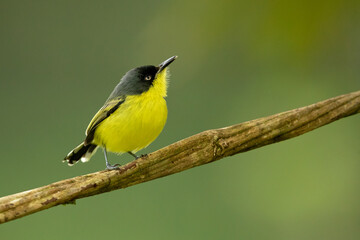 The common tody-flycatcher or black-fronted tody-flycatcher (Todirostrum cinereum) is a very small...