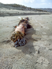 Goose barnacles, stalked barnacles, gooseneck barnacles on wooden post on beach in Ireland