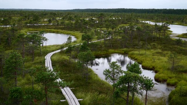 walkway in the bogs