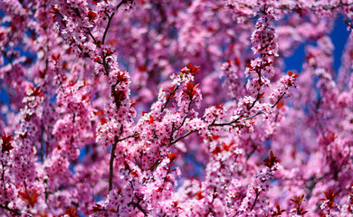 a pink background for beautiful spring