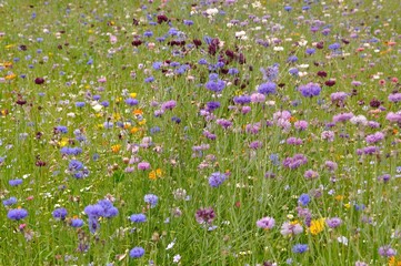 Field of flowers in France
