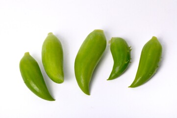 Cyclanther on a white background