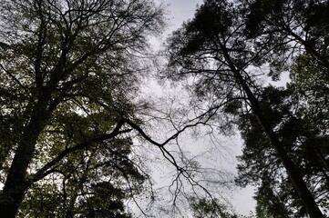 Communal forest of Saint-Pierre-Lès-Elbeuf