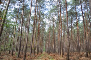 The Communal forest of Saint Pierre Les Elbeuf
