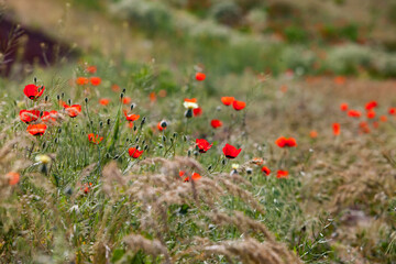 Flowering in nature. Wild red poppy flowers in focus only. Spikelet grass on foreground, blurred. Low depth-of-field.
