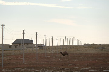 Aralsk, Kazakhstan - 10.07.2020 : The camel grazes near residential buildings, in rural areas.