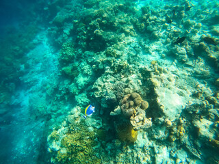 Tropical Maldives fish in underwater sea 