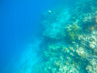 Fototapeta na wymiar Tropical Maldives fish in underwater sea 