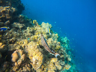 Naklejka na ściany i meble Tropical Maldives fish in underwater sea 
