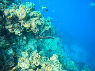 Naklejka na ściany i meble Tropical Maldives fish in underwater sea 