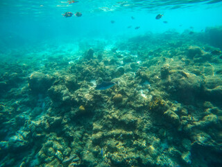 Tropical Maldives fish in underwater sea 