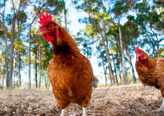 Free Range ISA Brown Chicken