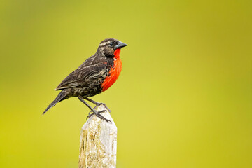 The red-breasted meadowlark (Leistes militaris) is a passerine bird in the New World family Icteridae. It was formerly named red-breasted blackbird but is not closely related to the red-winged 