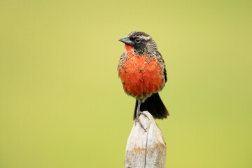 The red-breasted meadowlark (Leistes militaris) is a passerine bird in the New World family...