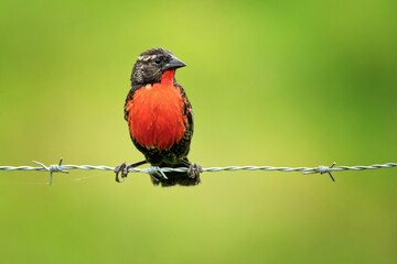 The red-breasted meadowlark (Leistes militaris) is a passerine bird in the New World family...