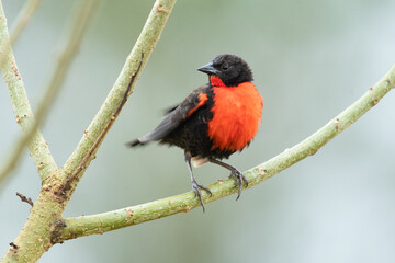 The red-breasted meadowlark (Leistes militaris) is a passerine bird in the New World family Icteridae. It was formerly named red-breasted blackbird but is not closely related to the red-winged 
