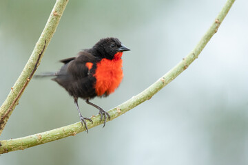 The red-breasted meadowlark (Leistes militaris) is a passerine bird in the New World family Icteridae. It was formerly named red-breasted blackbird but is not closely related to the red-winged 