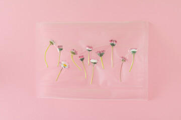 Creative arrangement made of daisies in a plastic vacuum bag on a pink background. Minimal nature destruction concept. Spring inspiration. Flat lay.