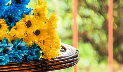 yellow-blue flowers close-up in the colors of the Ukrainian flag against the background of the lattice - obrazy, fototapety, plakaty