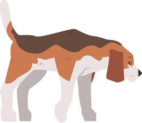 Beagle Dog as Scent Hound Breed with Brown Marking and Large Long Ears Illustration