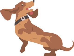 Jumping Dachshund or Badger Dog as Short-legged and Long-bodied Hound Breed with Collar