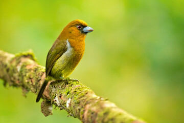 he prong-billed barbet (Semnornis frantzii) is a distinctive, relatively large-billed bird native to humid highland forest of Costa Rica and western Panama. 