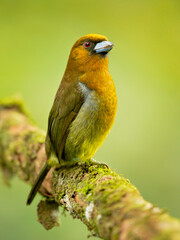 he prong-billed barbet (Semnornis frantzii) is a distinctive, relatively large-billed bird native to humid highland forest of Costa Rica and western Panama. 