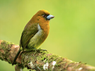 Fototapeta premium he prong-billed barbet (Semnornis frantzii) is a distinctive, relatively large-billed bird native to humid highland forest of Costa Rica and western Panama. 