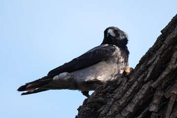 A Crow Resting on the Bark of an Old Tree