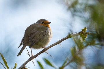 A Beautiful Male European Robin (Erithacus rubecula) Perched on a Small Branch in Winter