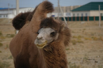 Aralsk, Kazakhstan - 10.07.2020 : A camel grazes on a sandy area, not far from residential buildings, in rural areas.