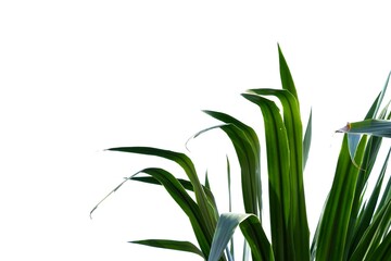 In selective focus Tropical Dracaena loureiri Gagnep tree with leaves on white isolated background for green foliage backdrop