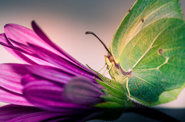 Farfalla Cedronella