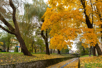 Klon ze złotymi liśćmi, jesień nad rzeką Olszówka, Bielsko-Biała.
