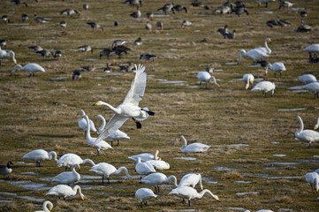 bird watching at Tysslingen Sweden with Whooper Swans
