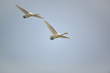Fototapeta na wymiar two whooper swans flying together near lake Tysslingen Sweden