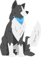 Sitting Border Collie as Herding Dog Breed with Thick Fur Wearing Blue Neckcloth
