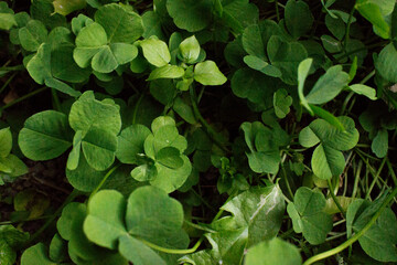 Fototapeta na wymiar green clover leaves background with some parts in focus