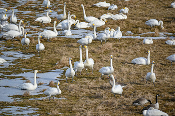 bird watching at Tysslingen Sweden with Whooper Swans