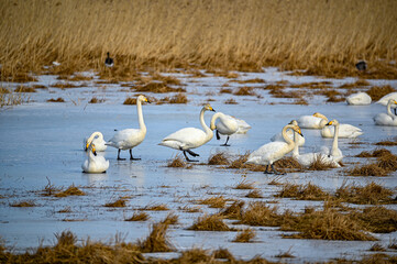 bird watching at Tysslingen Sweden with Whooper Swans